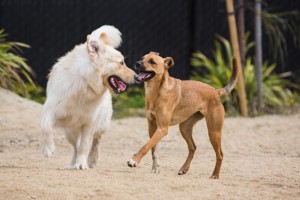 dogs on the playground