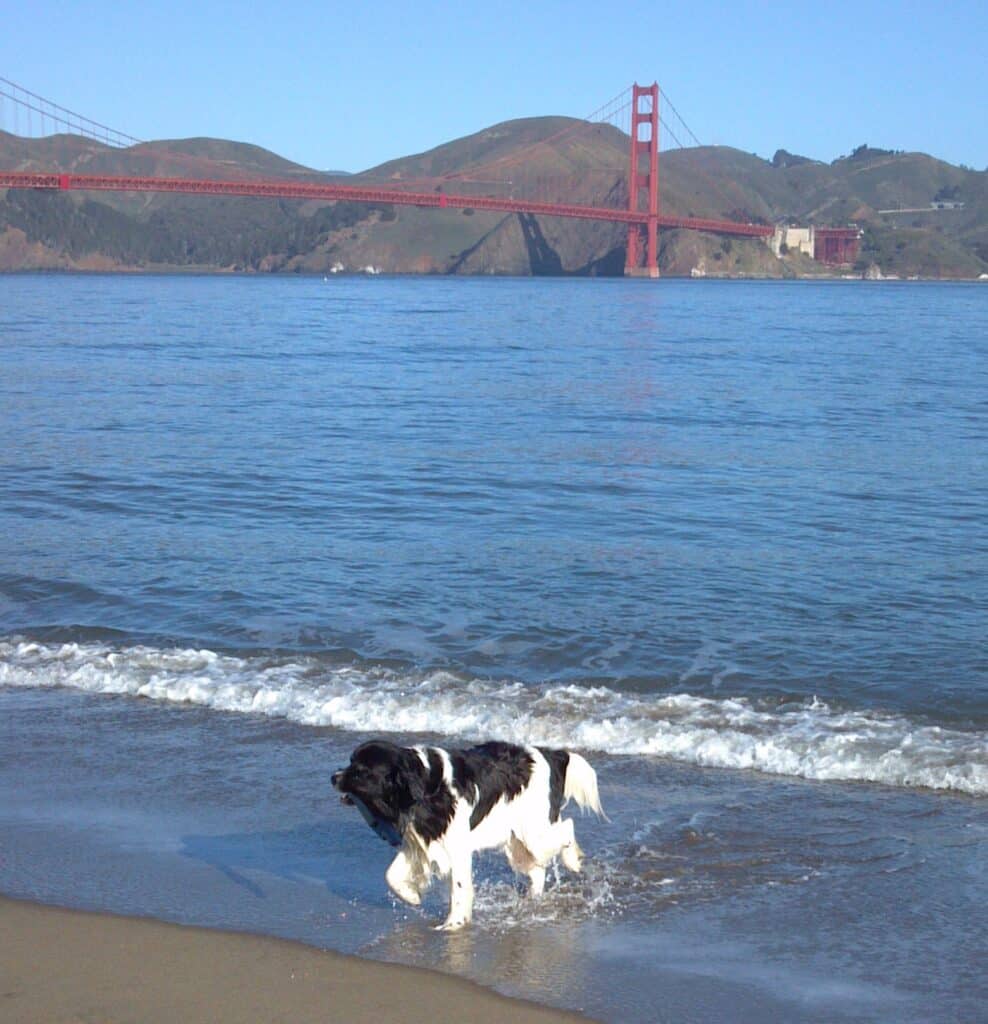 dog in the water in front of the golden gate bridge