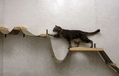 cat safari