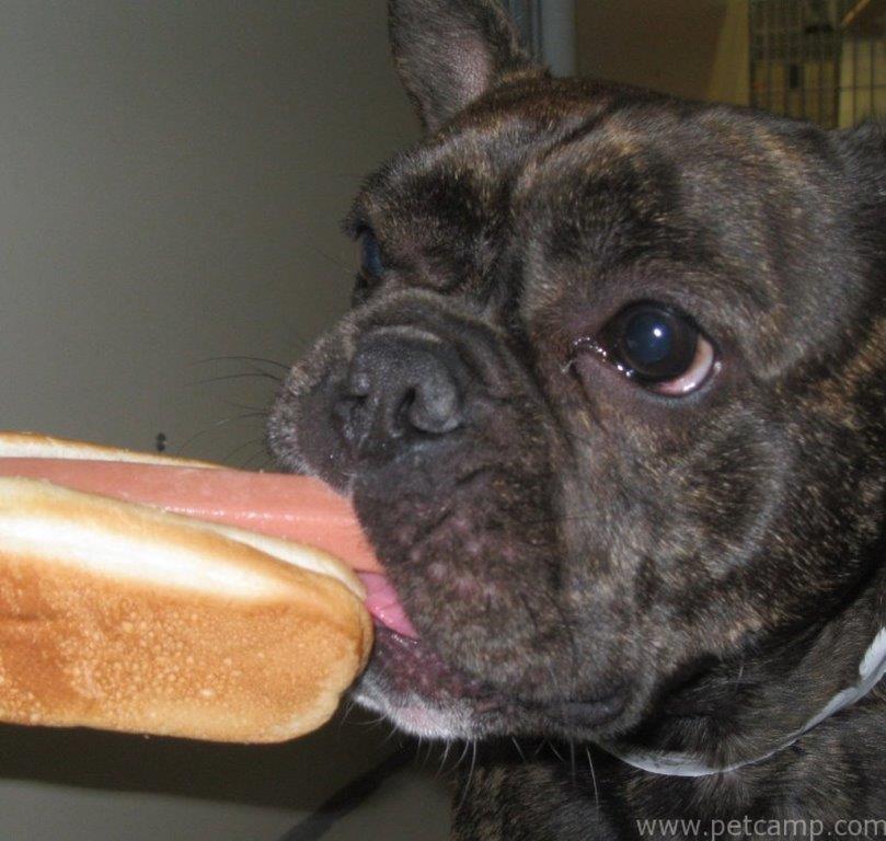 dog eating a hot dog