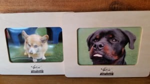 pictures of dogs in pet camp frames