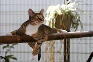 pet-care-services-guido-cat