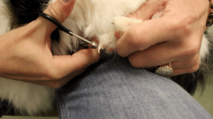 close-up of cat nail trim (1)
