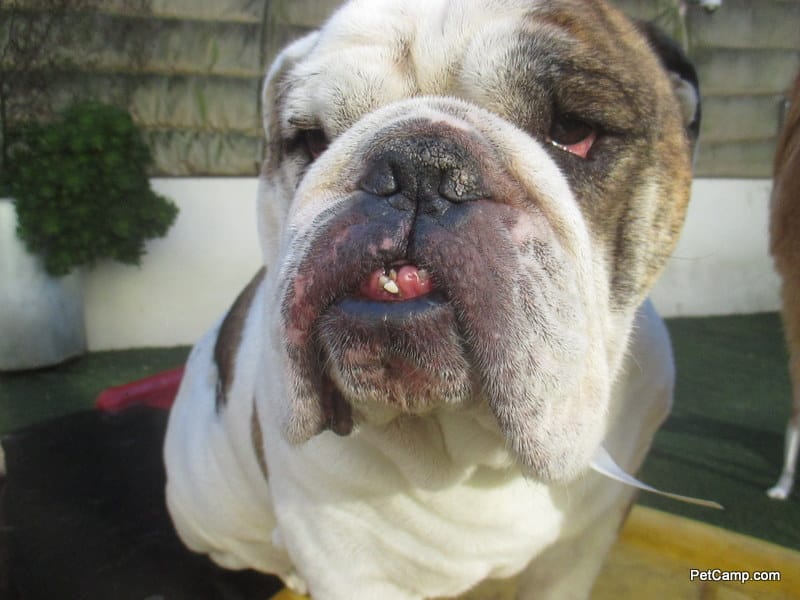 English Bulldog