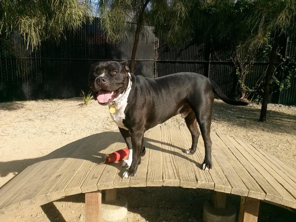 Magoo A Balck Bully Breed