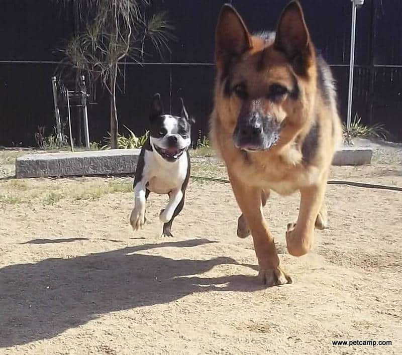 big and small dogs can go to doggie day care