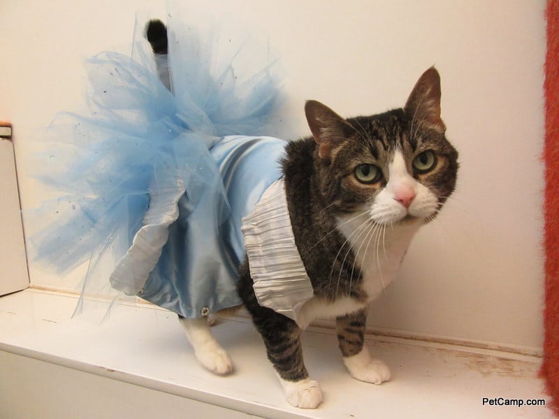 cat wearing a tutu