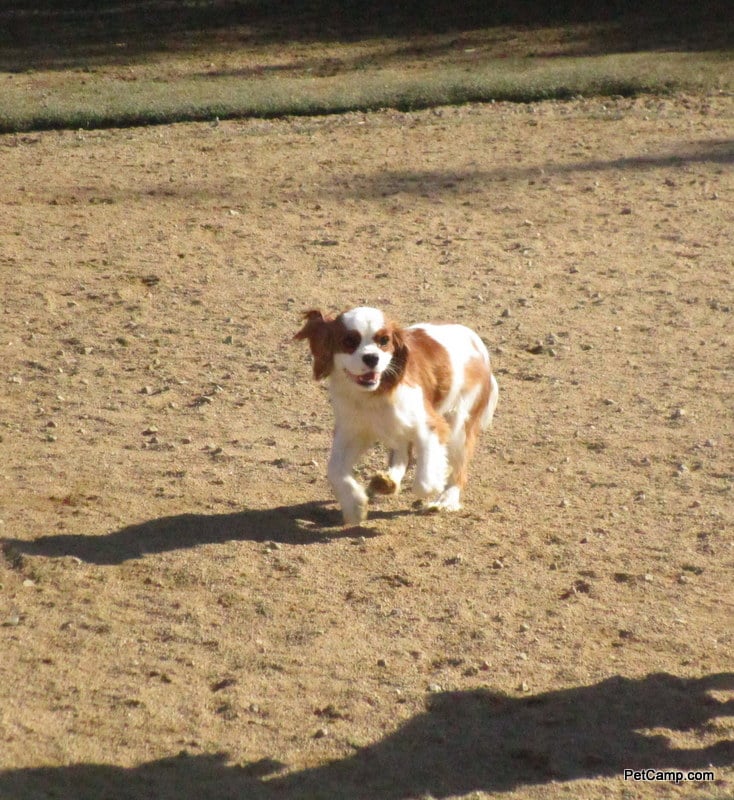 dog on the playground