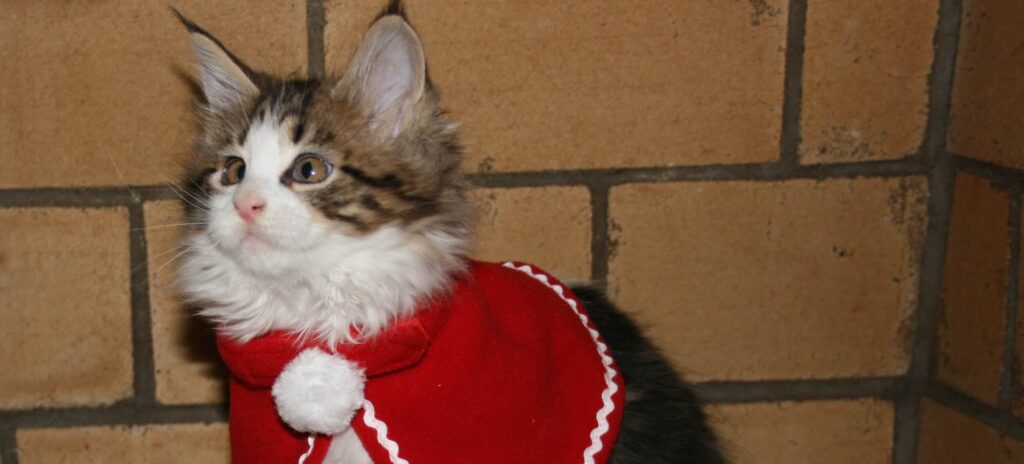 kitten wearing a christmas cape