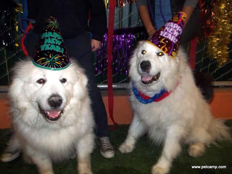 dogs wearing new year's party hats