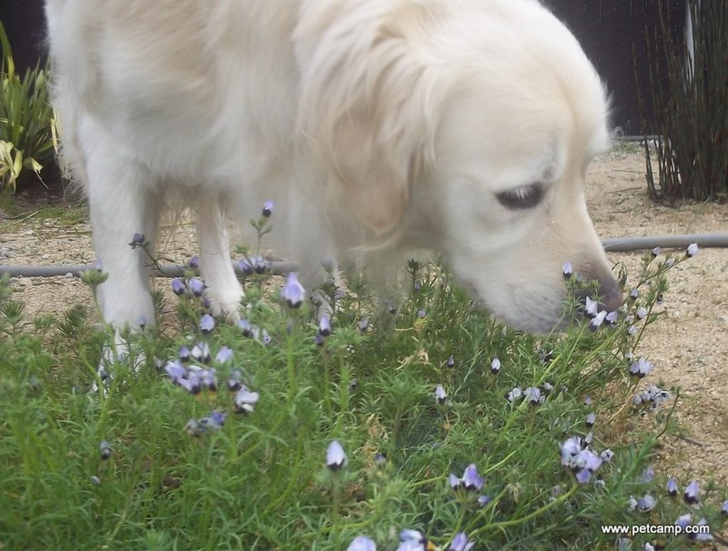 dog smelling flowers