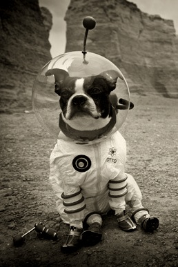 dog in a spacesuit