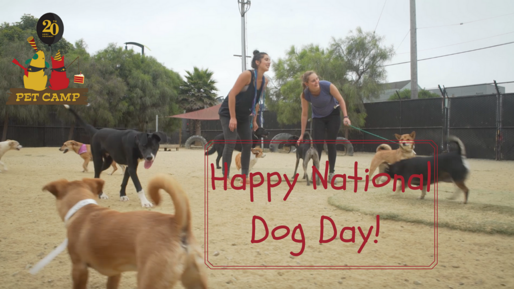 happy national dog day! dog bite prevention