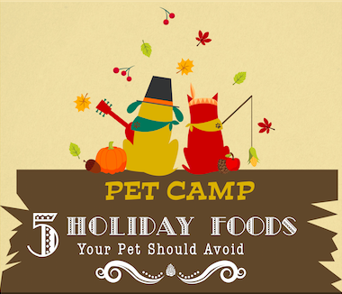 pet camp 5 holiday foods your pet should avoid