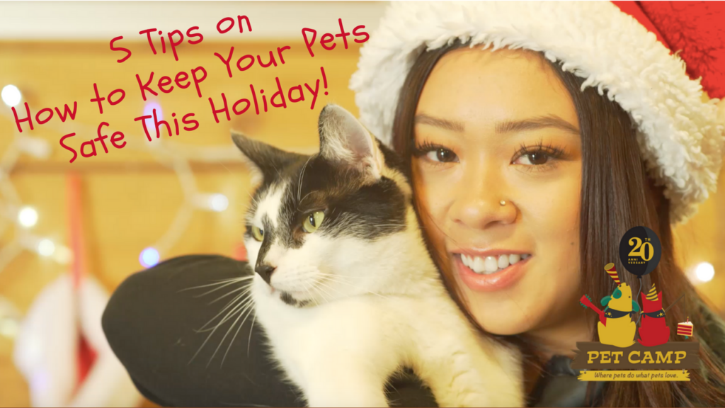 5 tips on how to keep your pet safe this holiday!