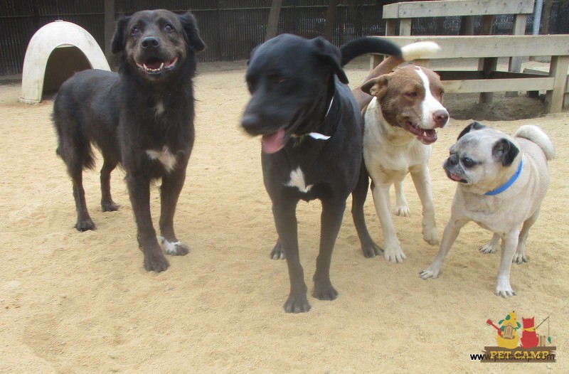 dogs on the playground