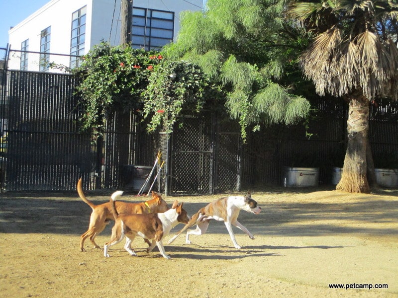dogs on the playground