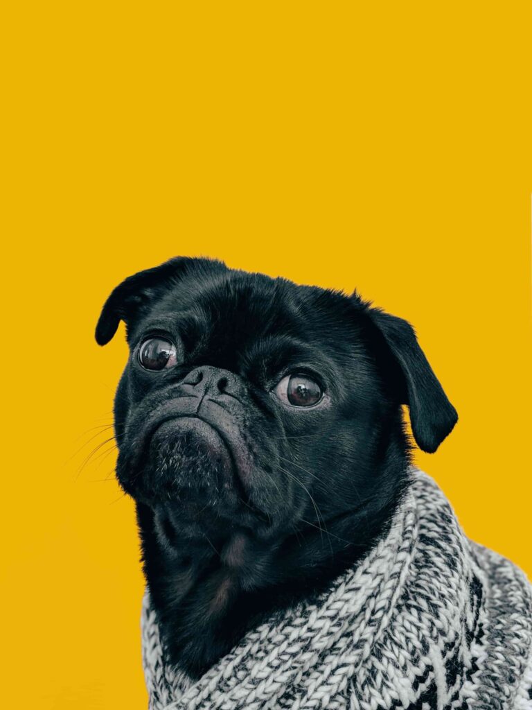 small dog wearing a sweater