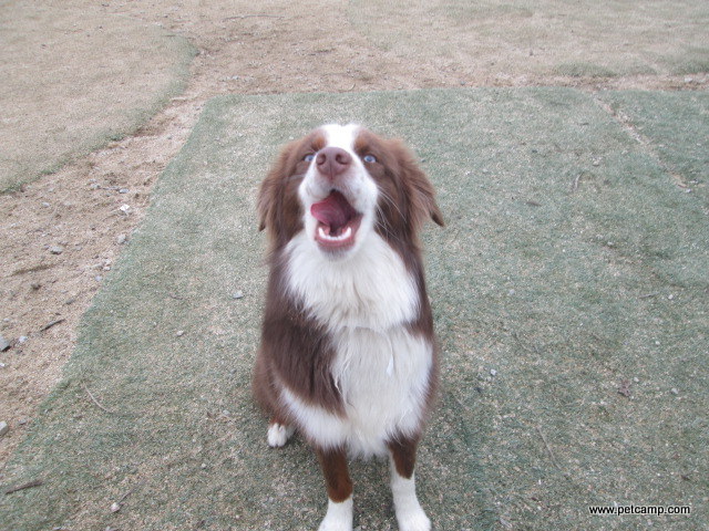 dog looking up a camera