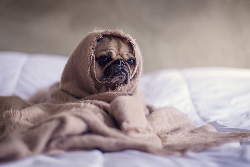 small dog wrapped up in blanket