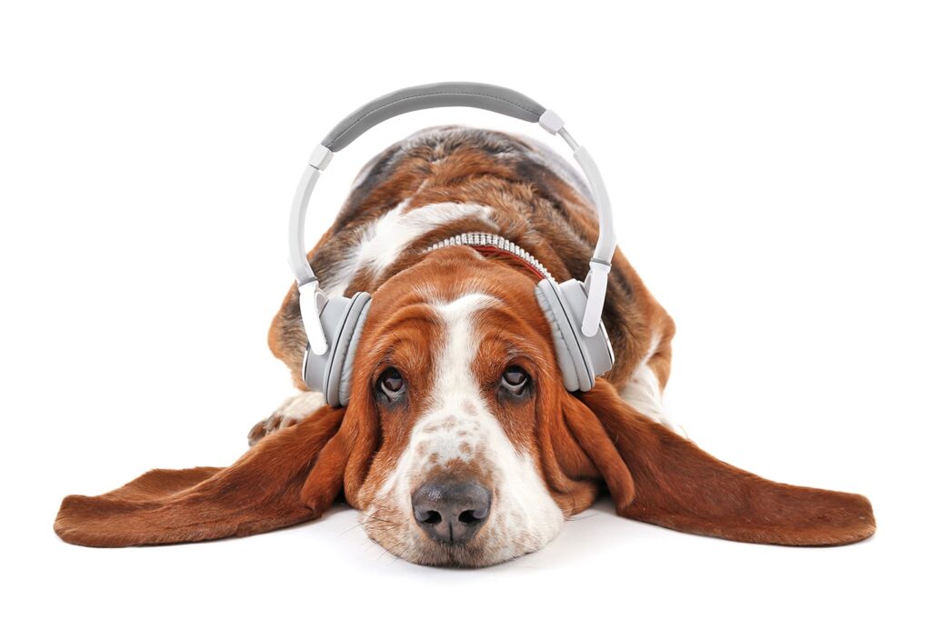 basset hound wearing headphones