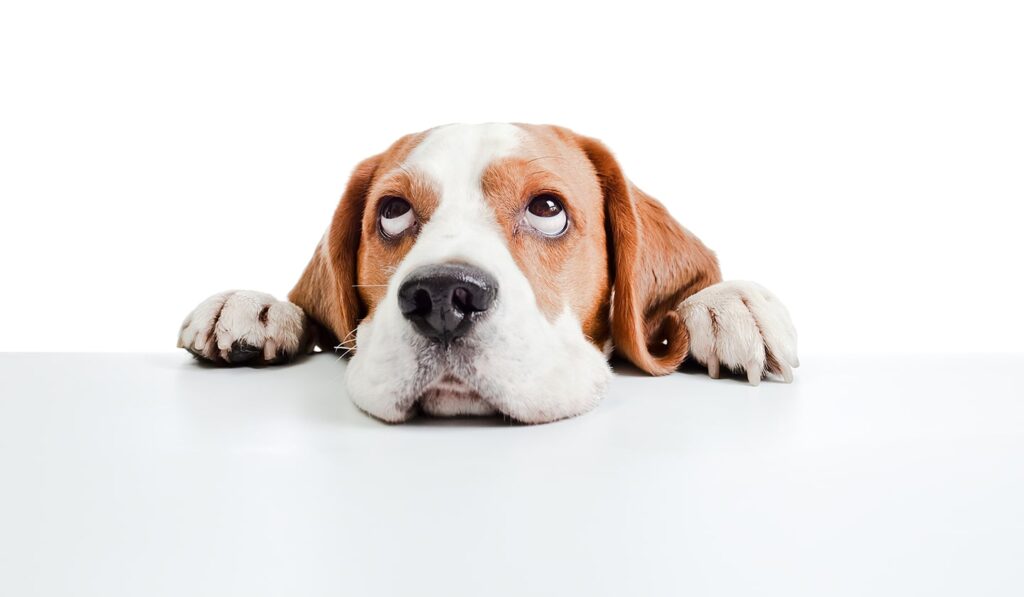 bassett hound looking up on white background