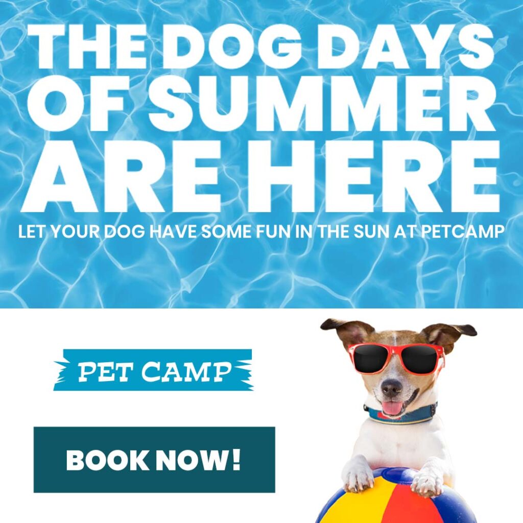 the dog days of summer are here :: let your dog have some fun in the sun at pet camp