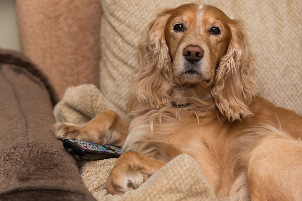 dog sitting on a couch