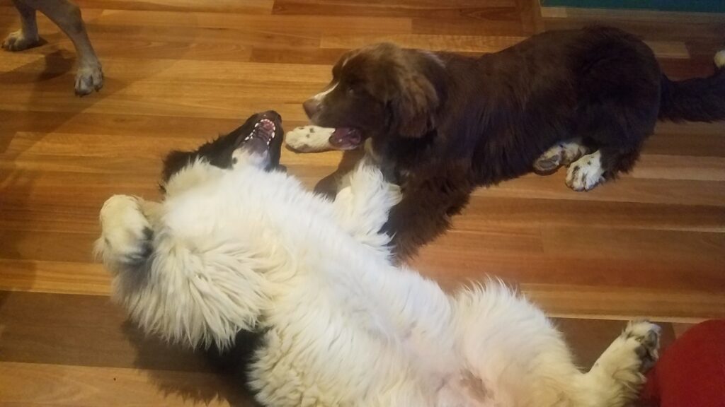 two dogs playing