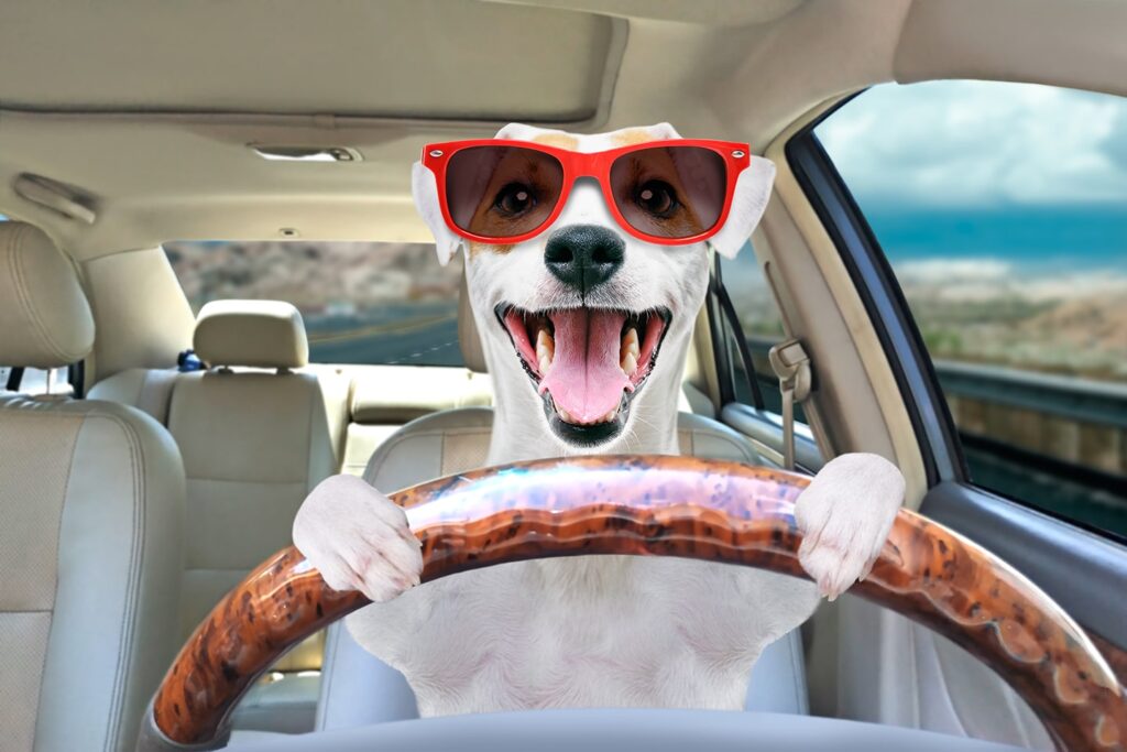 dog driving a car
