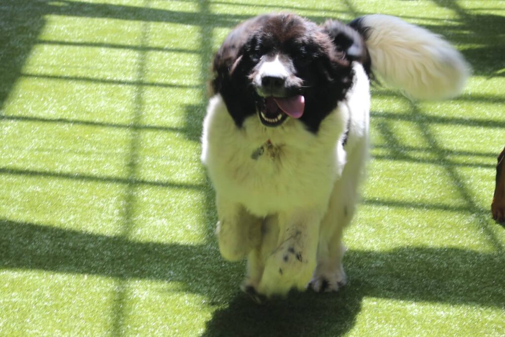 dog on the playground