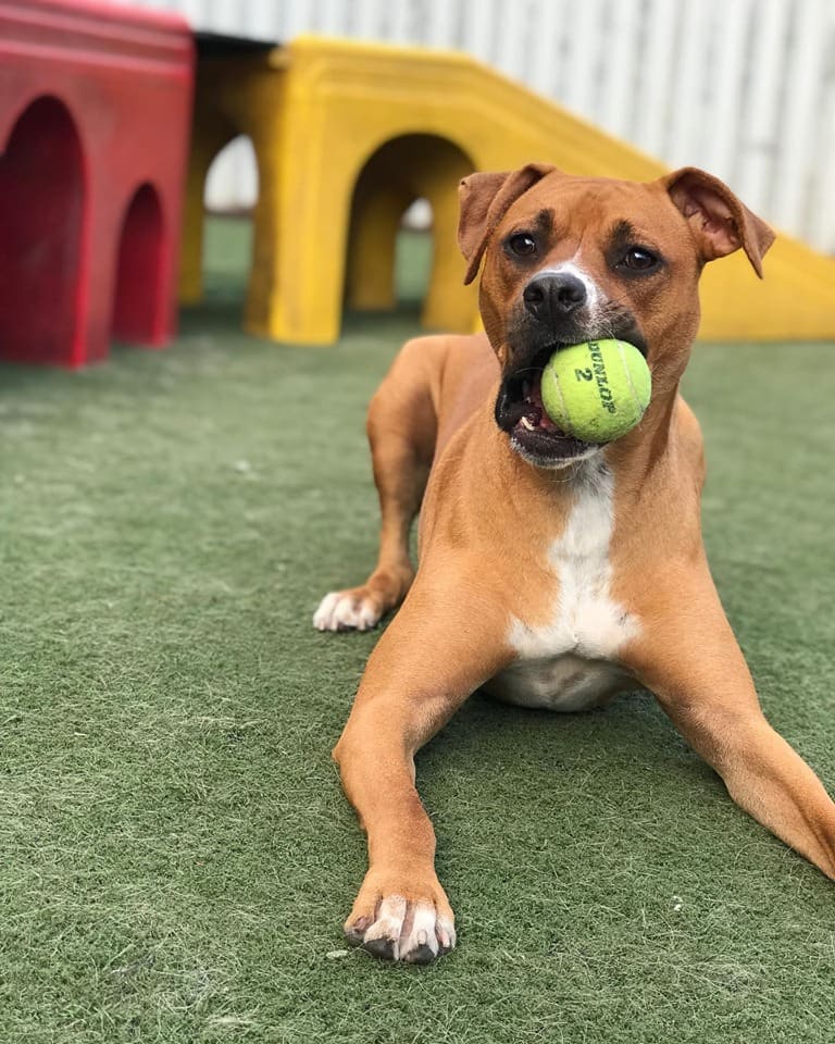 dog playing with a ball