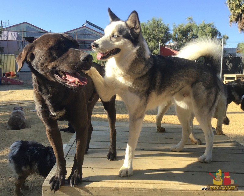dogs on the playground