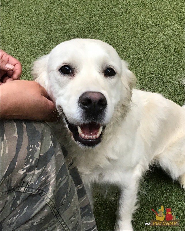 dog with pet camp counselor