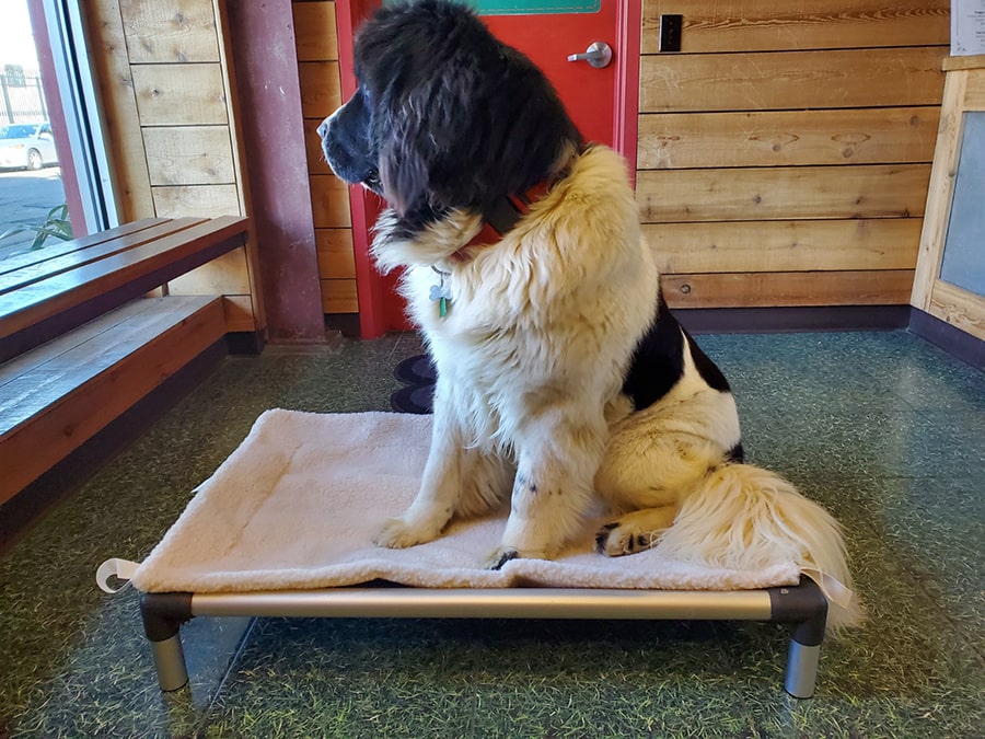 dog on dog bed