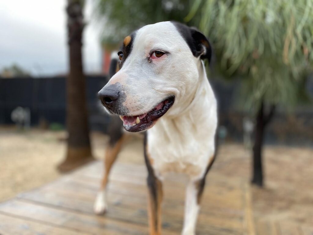 dog on the playground