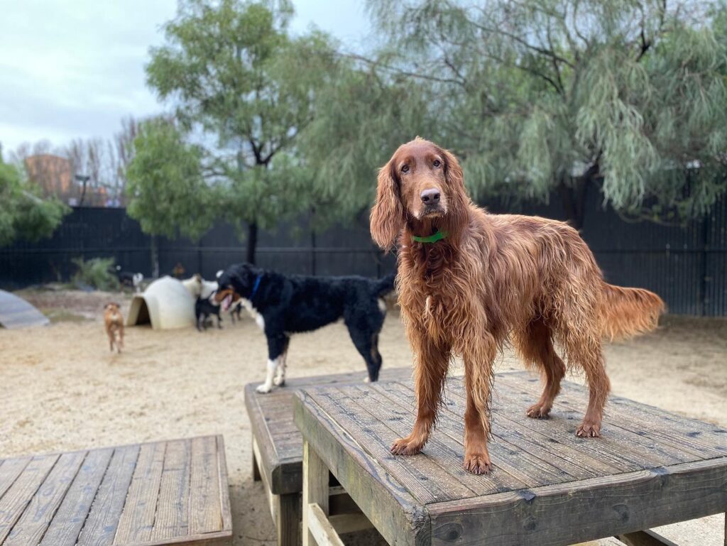dogs on the playground