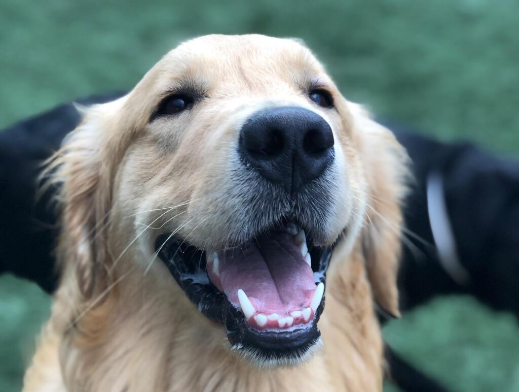dog on the playground