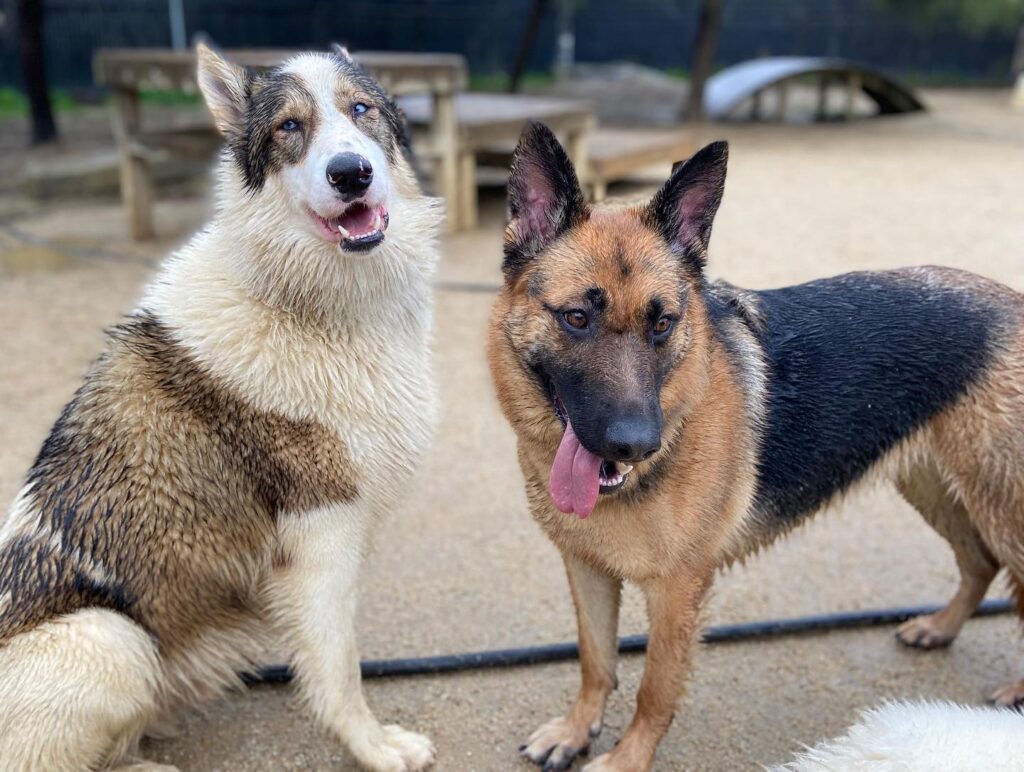 dogs on the playground