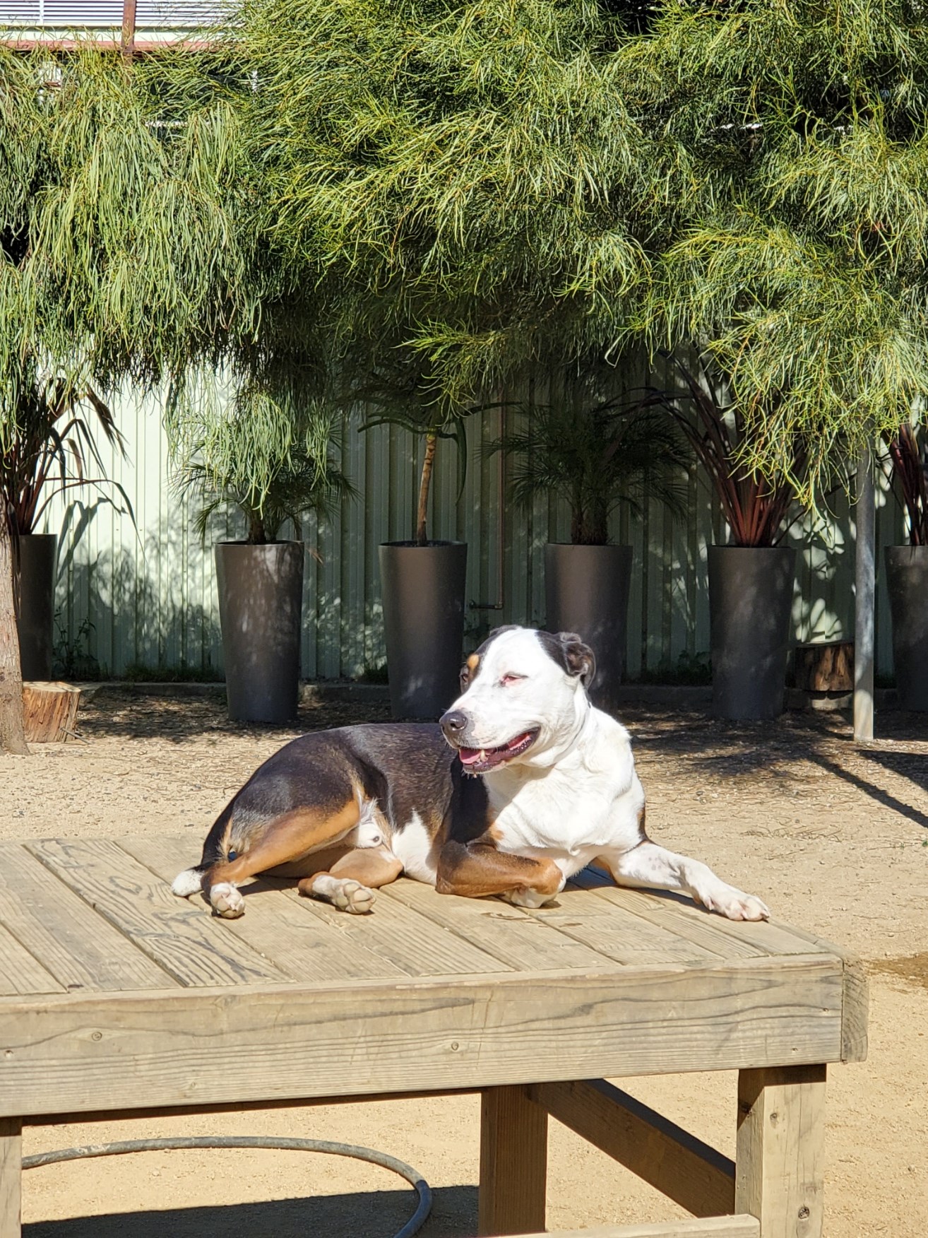 Leading Dog Boarding San Francisco
