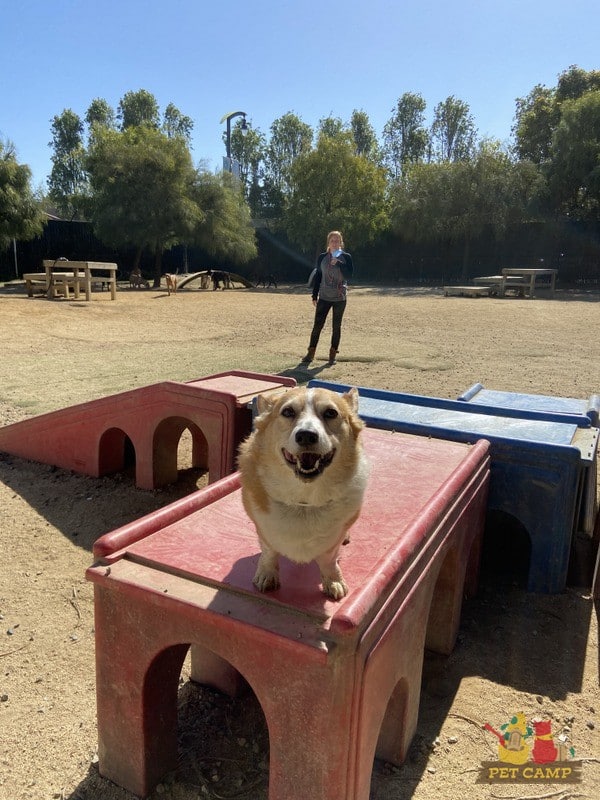 Corgi smiling and employee