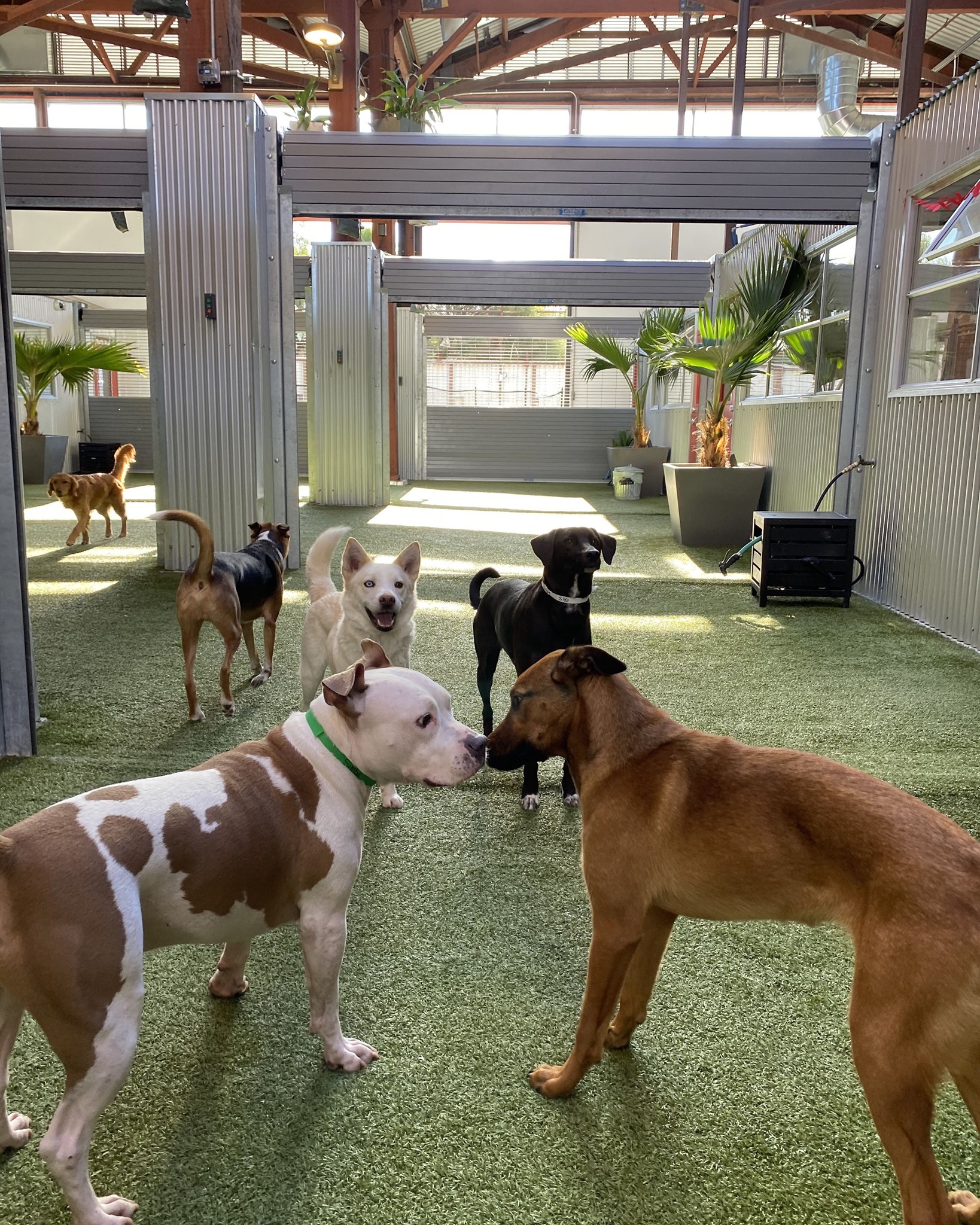 Best Dog Boarding in San Francisco