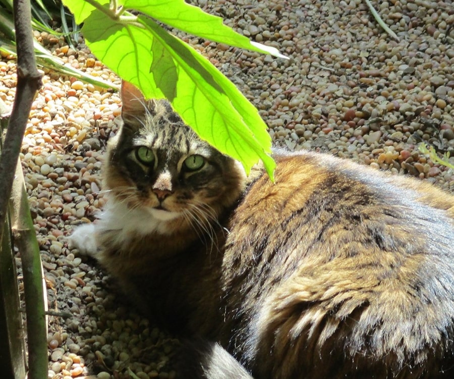 cat in safari garden