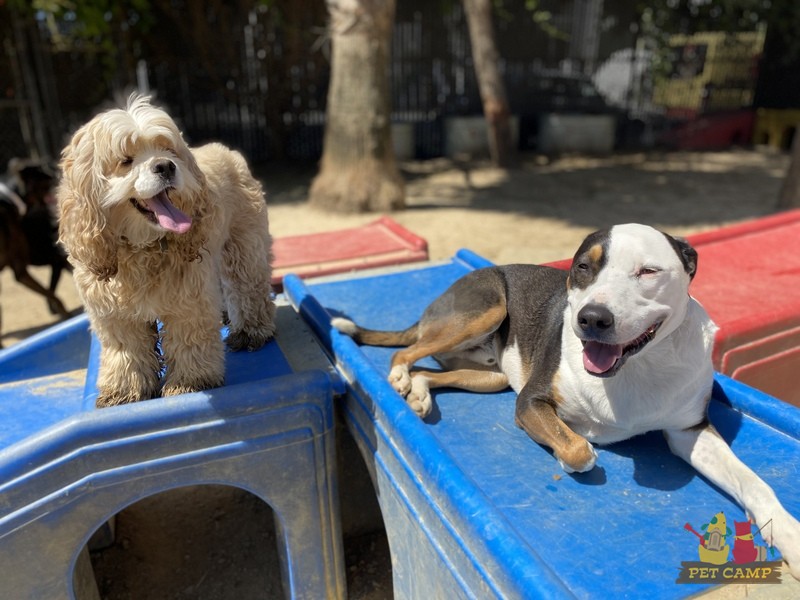 dogs on the playground