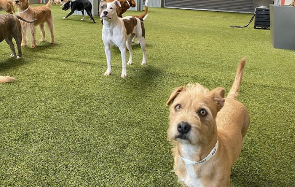 pet camp meadow
