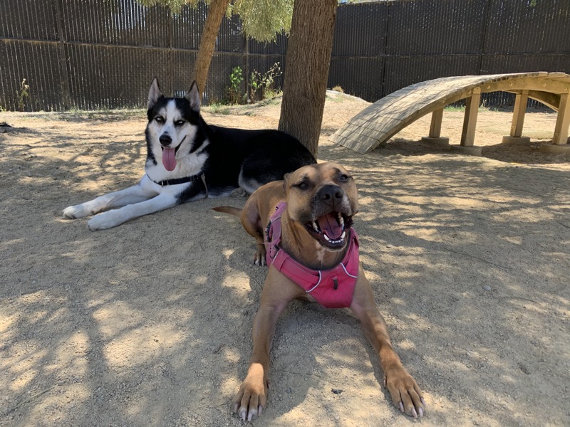 dogs on the playground