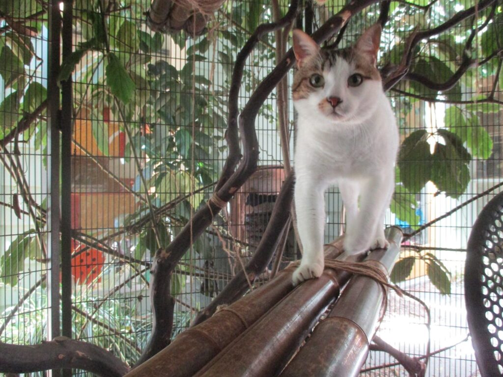 cat in cat safari