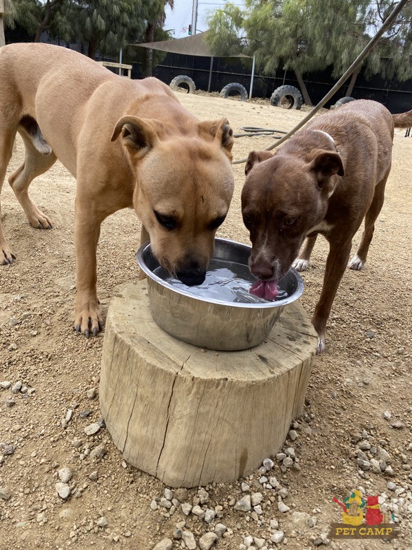 pups drinking