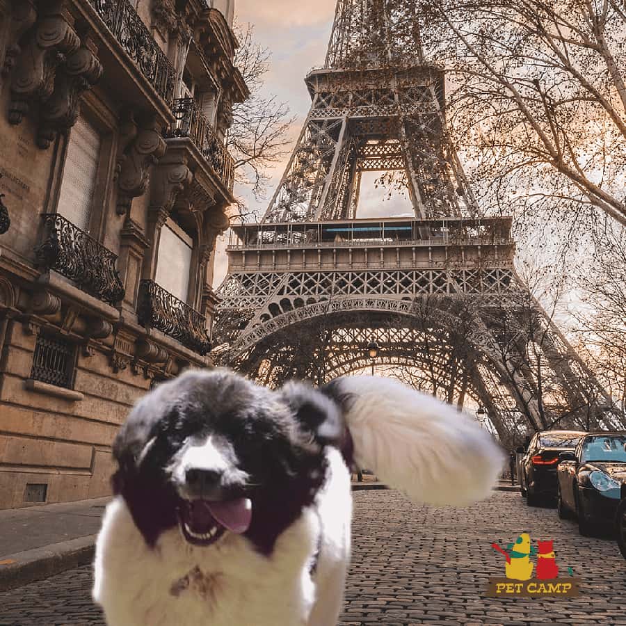 dog at the eiffle tower