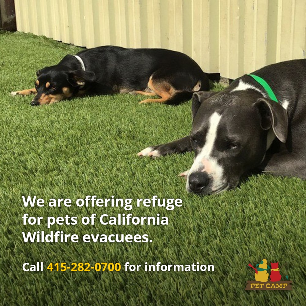 Free pet boarding for wildfire refugees